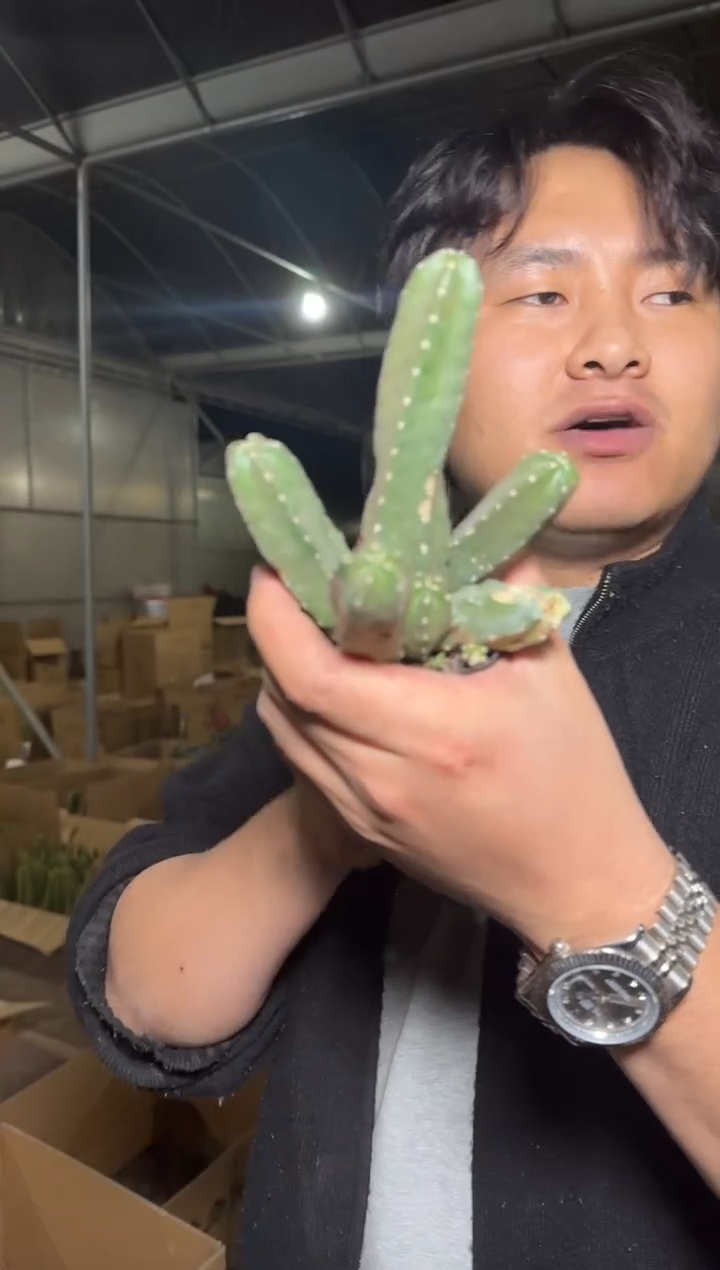 5颗 桃太郎【带根】