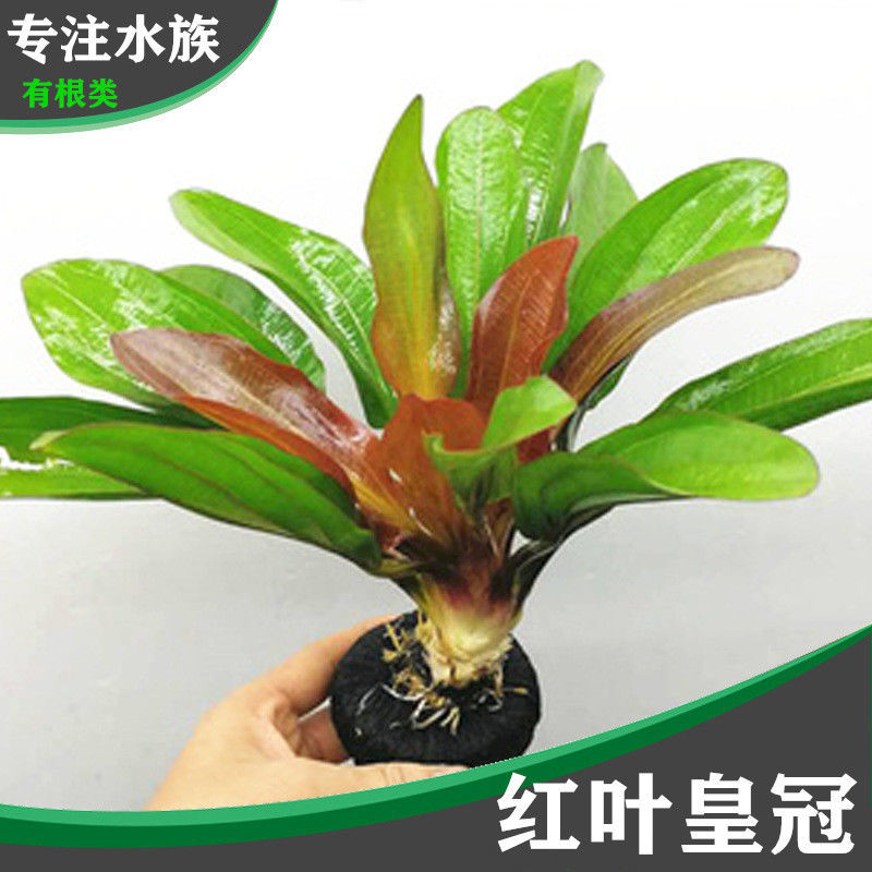 红九冠皇冠草真水草鱼缸装饰活体懒人水草淡水有茎中后景阴性草