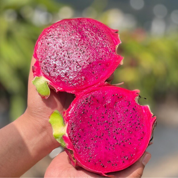 新鲜采摘广西超甜金都一号红心火龙果新鲜水果 应季水果整箱3-9斤