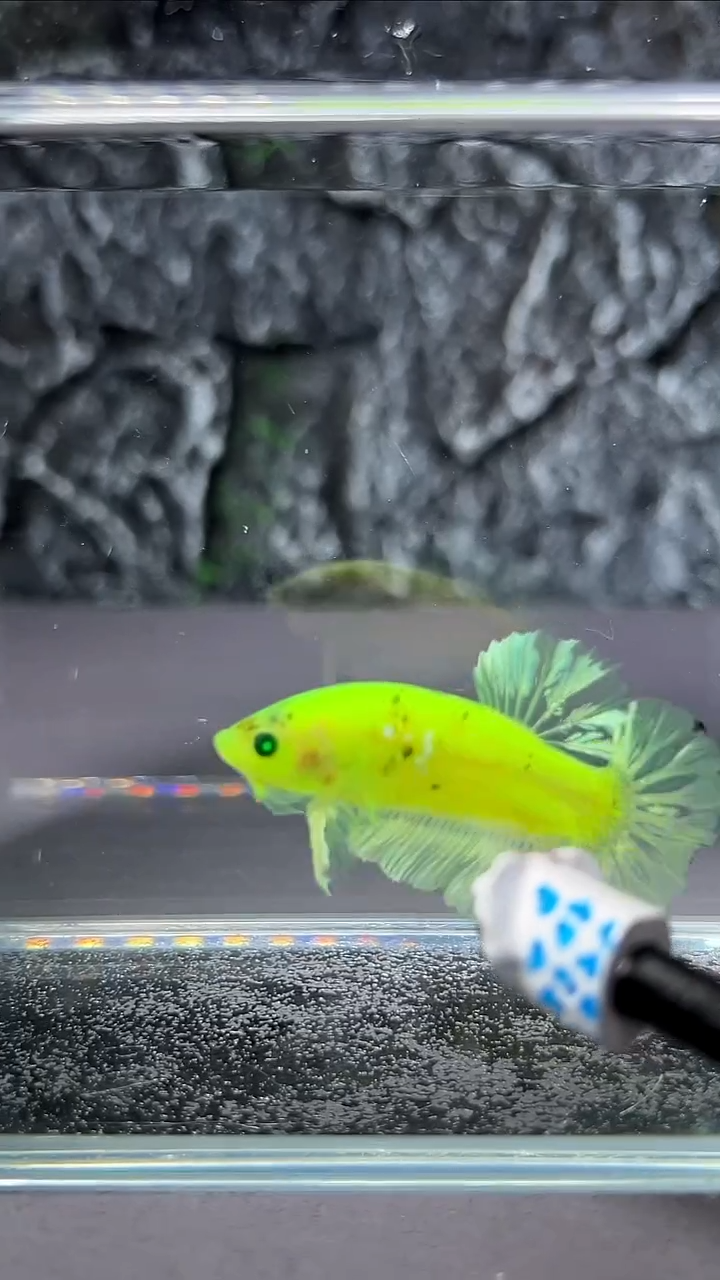 斗鱼竞拍链接A116