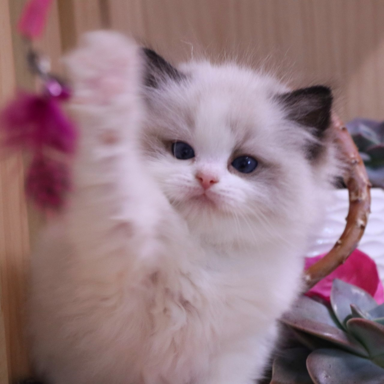 布偶猫宠物活体幼猫仙女猫新脸版甜美系娃娃脸公猫母猫
