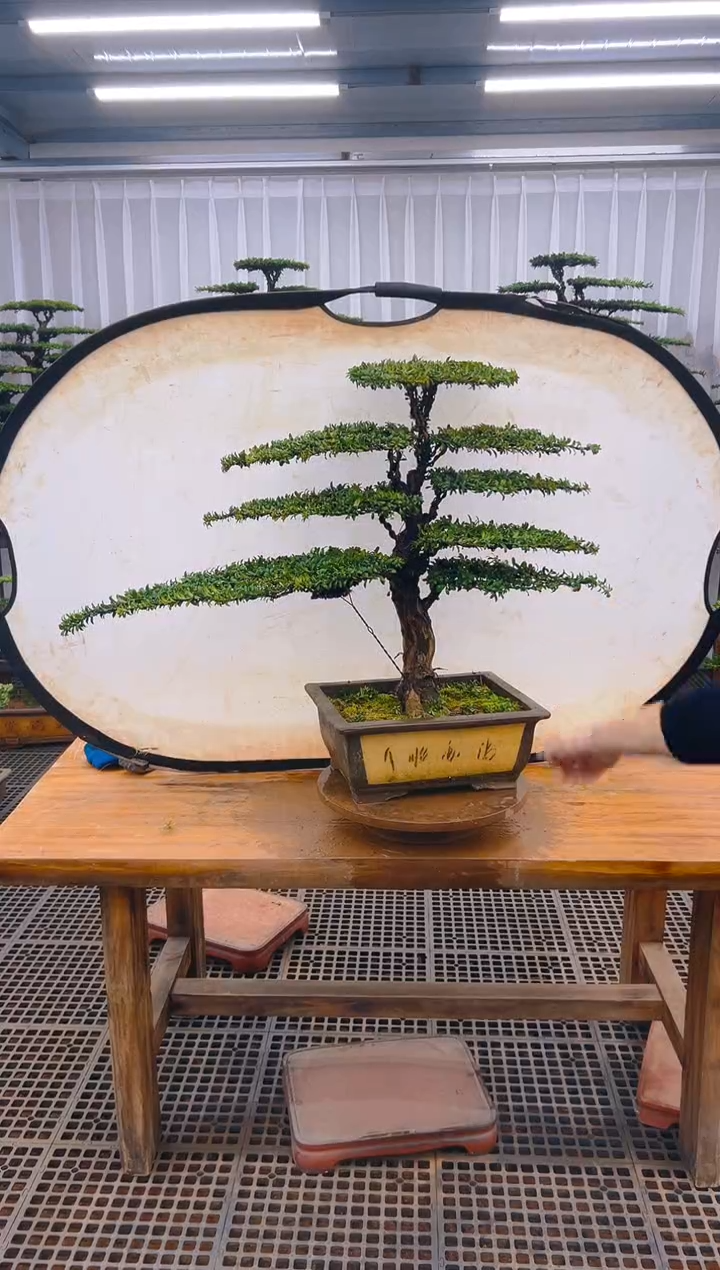 【闪购商品】紫砂精品盆景直播间一物一拍