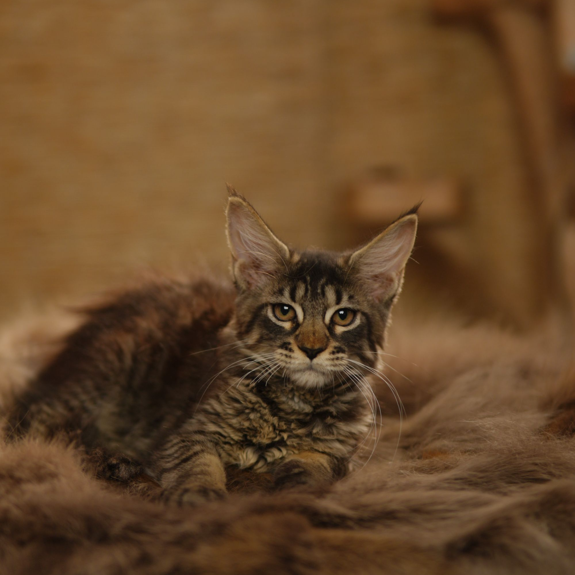 缅因猫活体棕虎妹妹