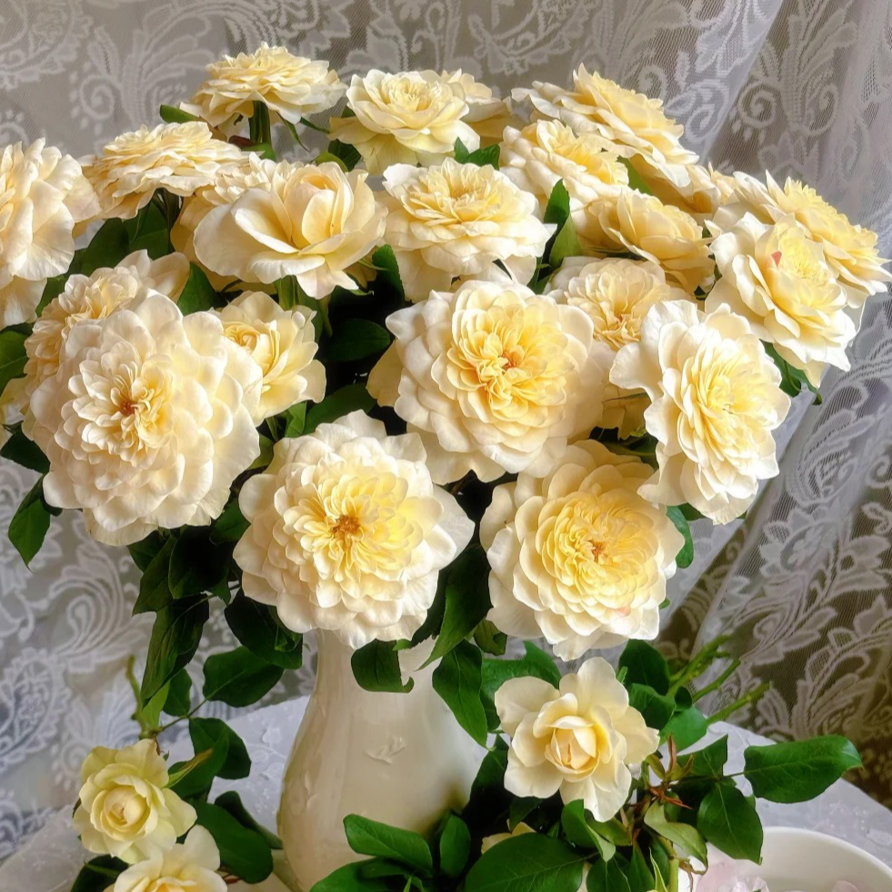 门店多头黄美琴玫瑰鲜切花云南基地直发顺丰