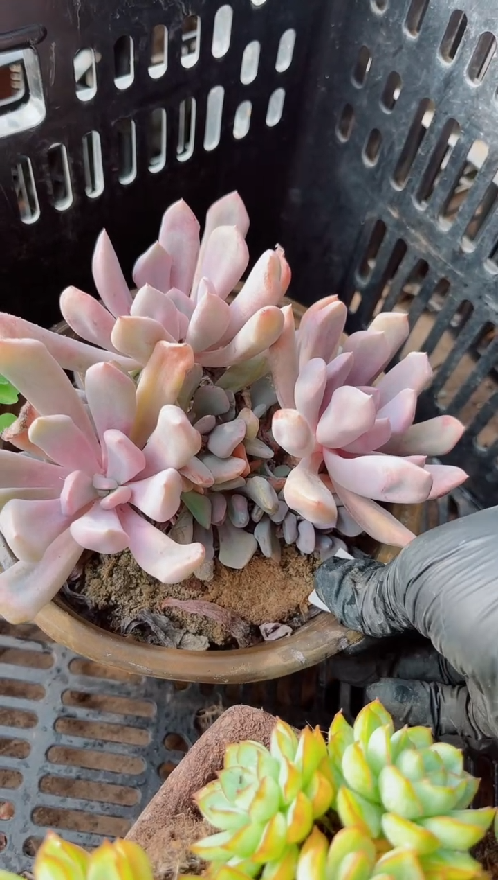 迎**夏多肉植物一物一拍21100