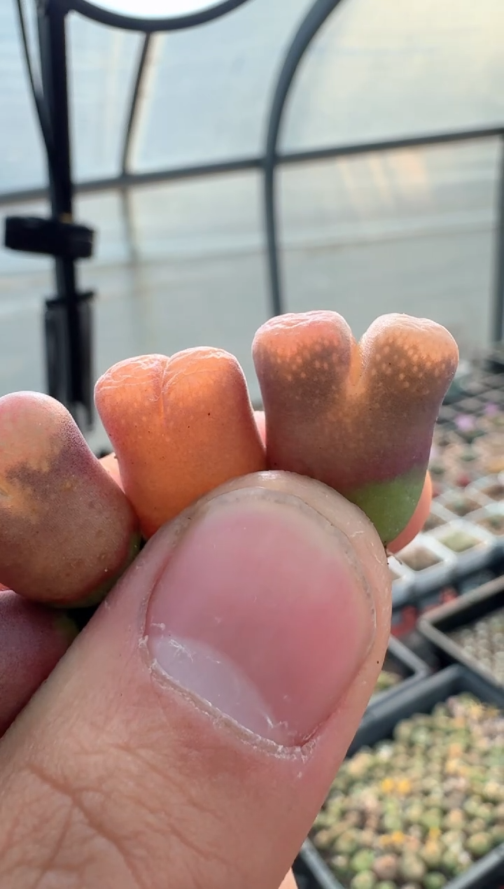 72多肉植物肉锥红佛一颗