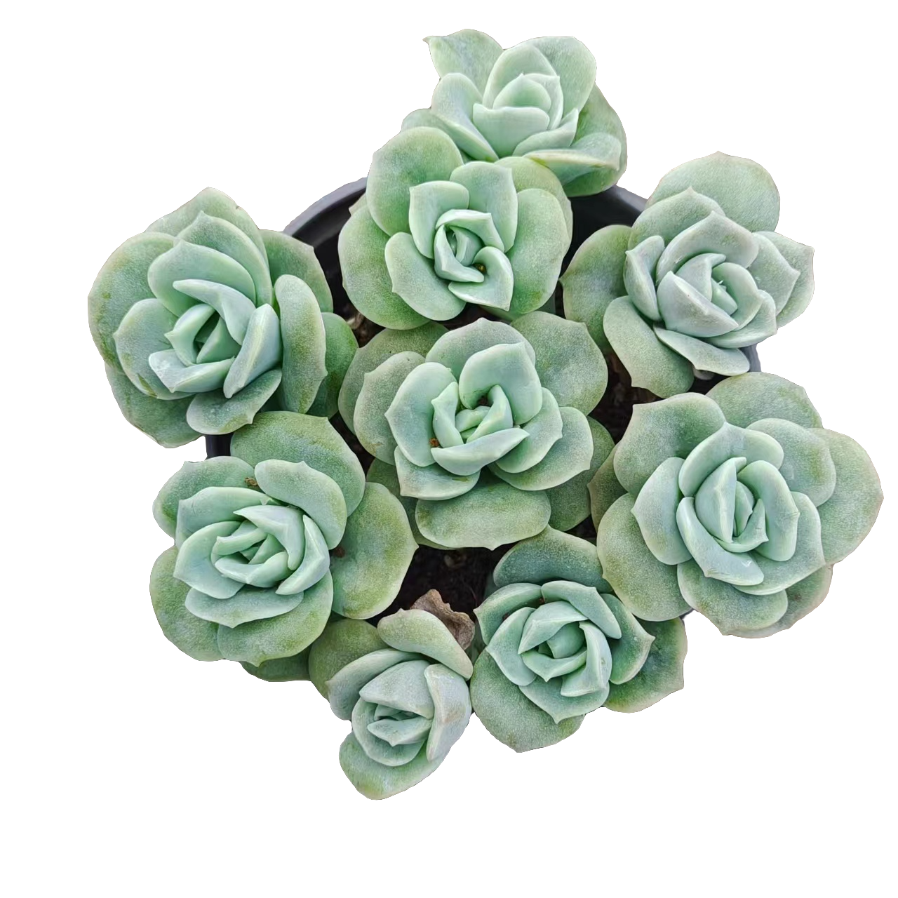 可爱玫瑰【2】盆带盆带土发（本店累计满9.9包邮）吹吹多肉