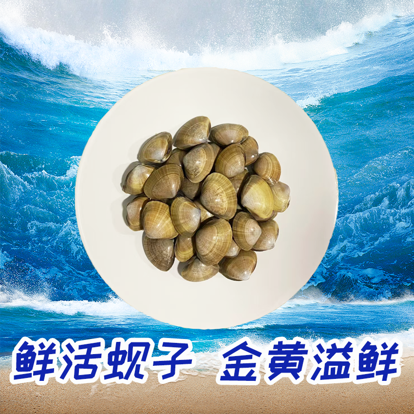 鲜活黄蚬子