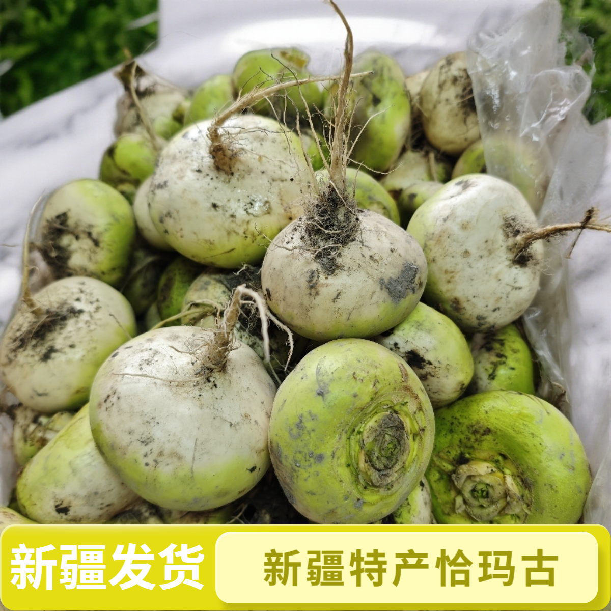 新疆特产新鲜蔬菜恰玛古芜菁脆嫩炖肉凉拌煲汤营养5斤阿克苏发货