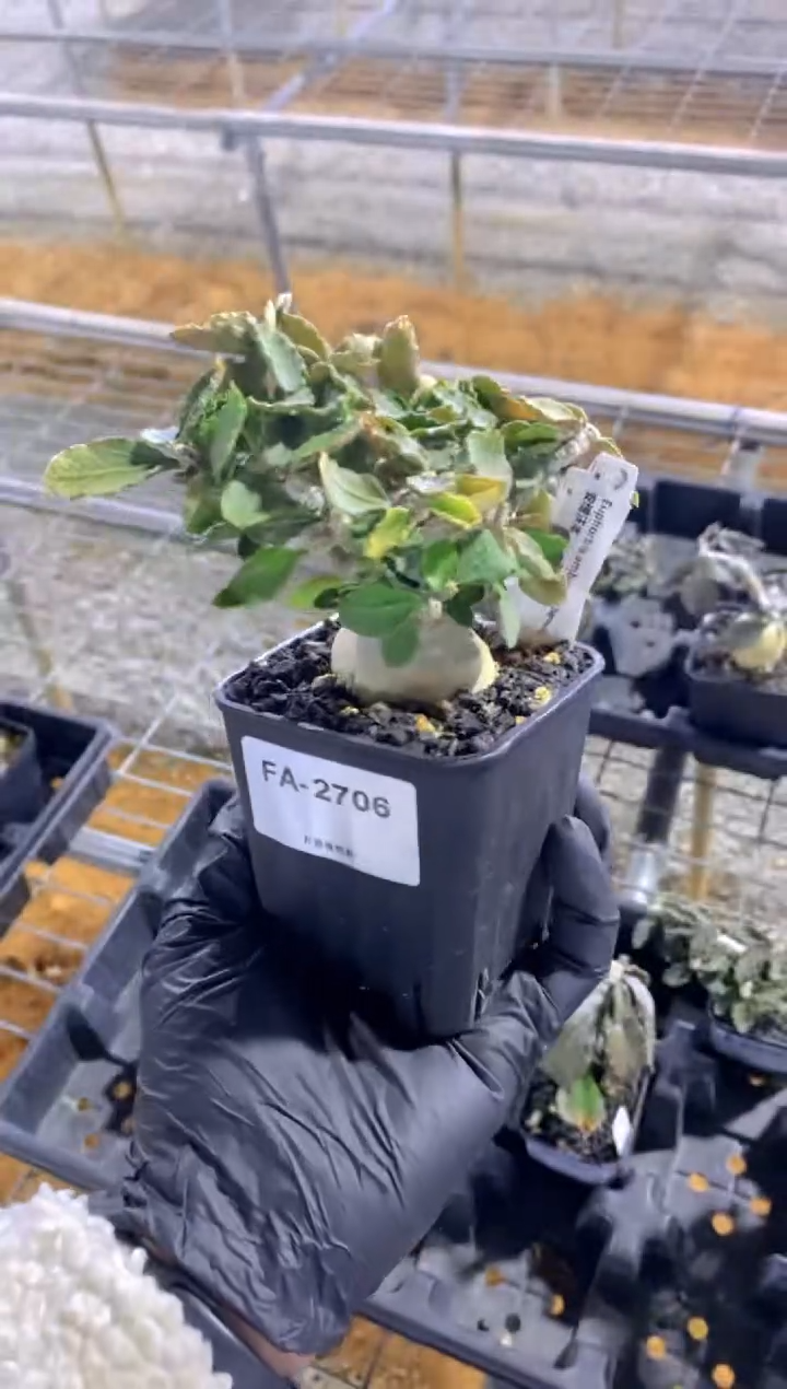 【闪购商品】安博沃本FA-2706