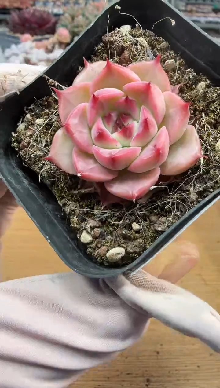 东云多肉园二店-332