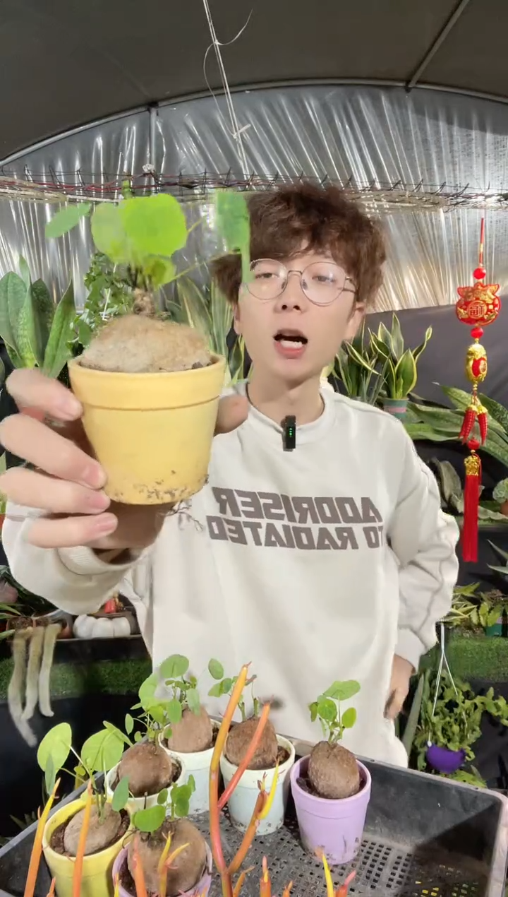 【闪购商品】山乌龟带盆土15.8