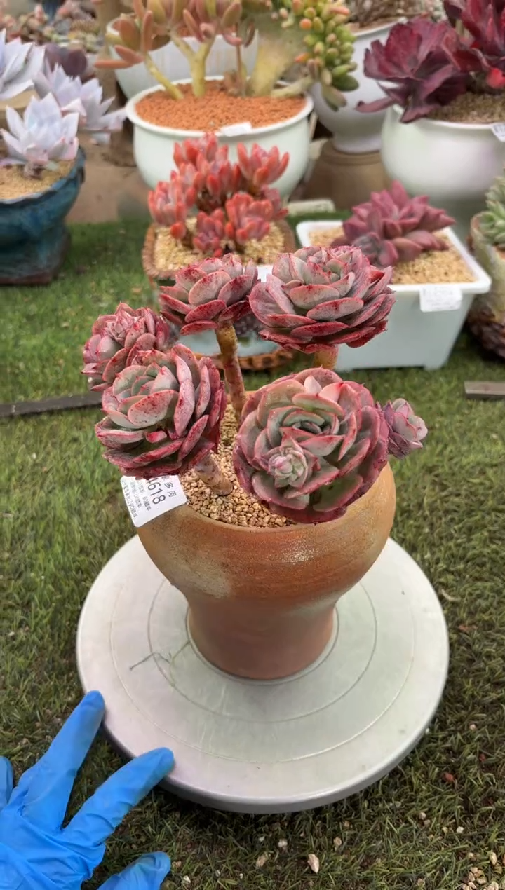 【闪购商品】14618