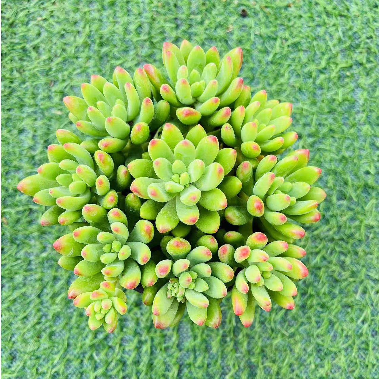香香春萌多肉植物带盆土发货室内外好养净化空气吸甲醛多肉盆栽
