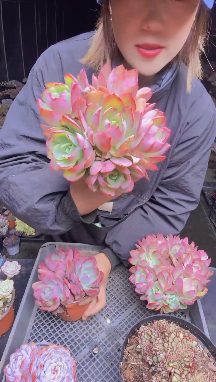 清?009绮罗仙子一物一拍