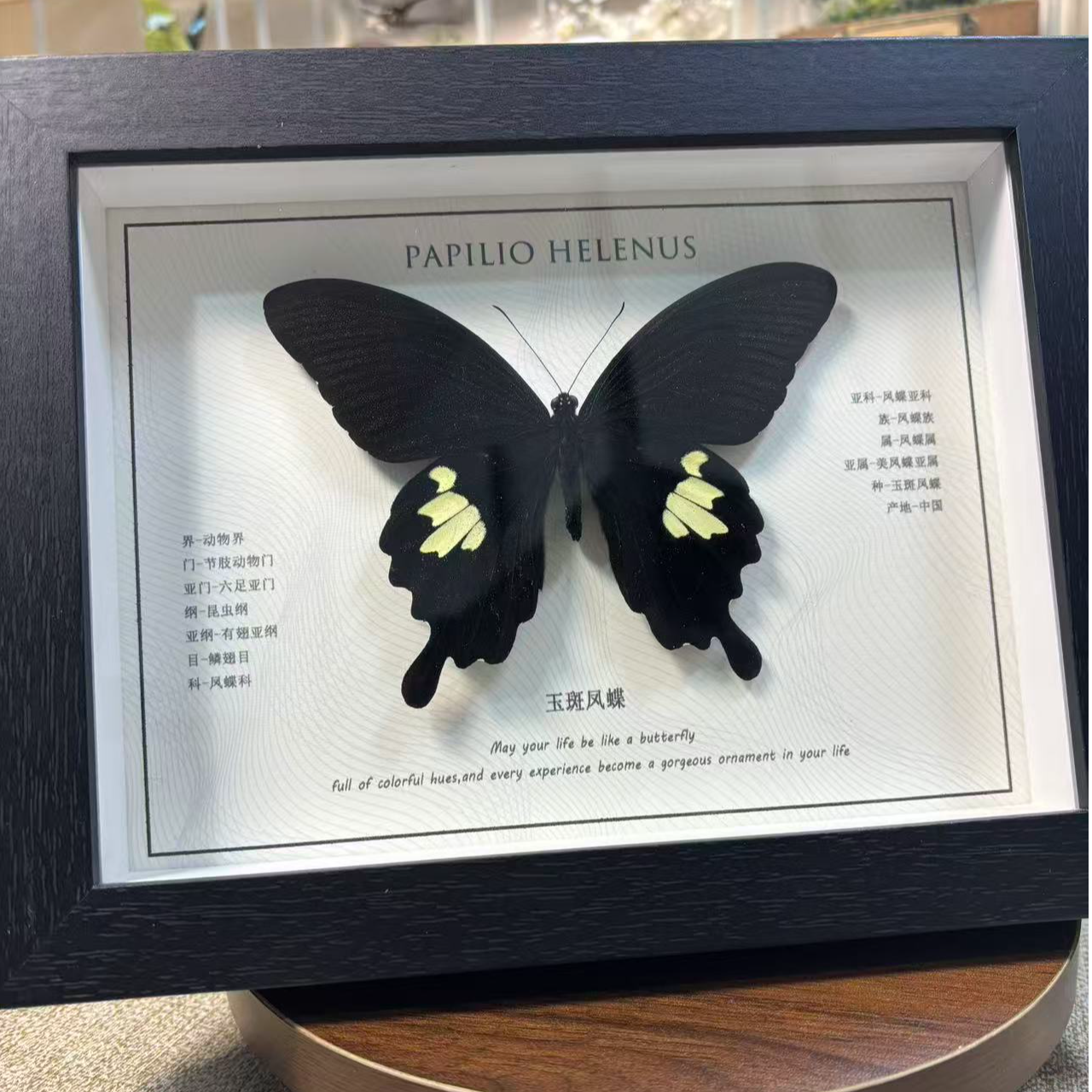 美凤蝶真蝴蝶标本玻璃画框相框摆台摆件创意精美高颜值挂件礼物