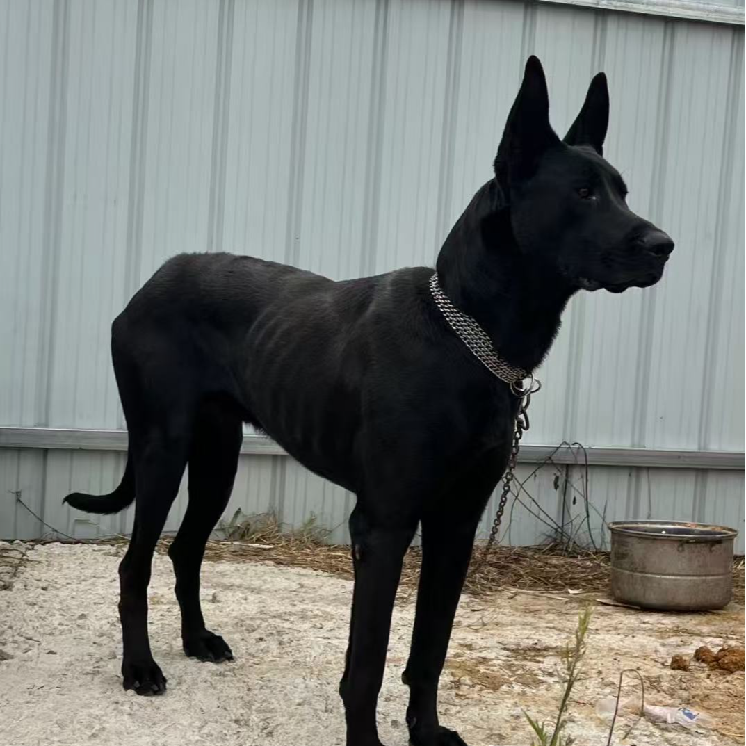 新（小爽家）狗狗活体