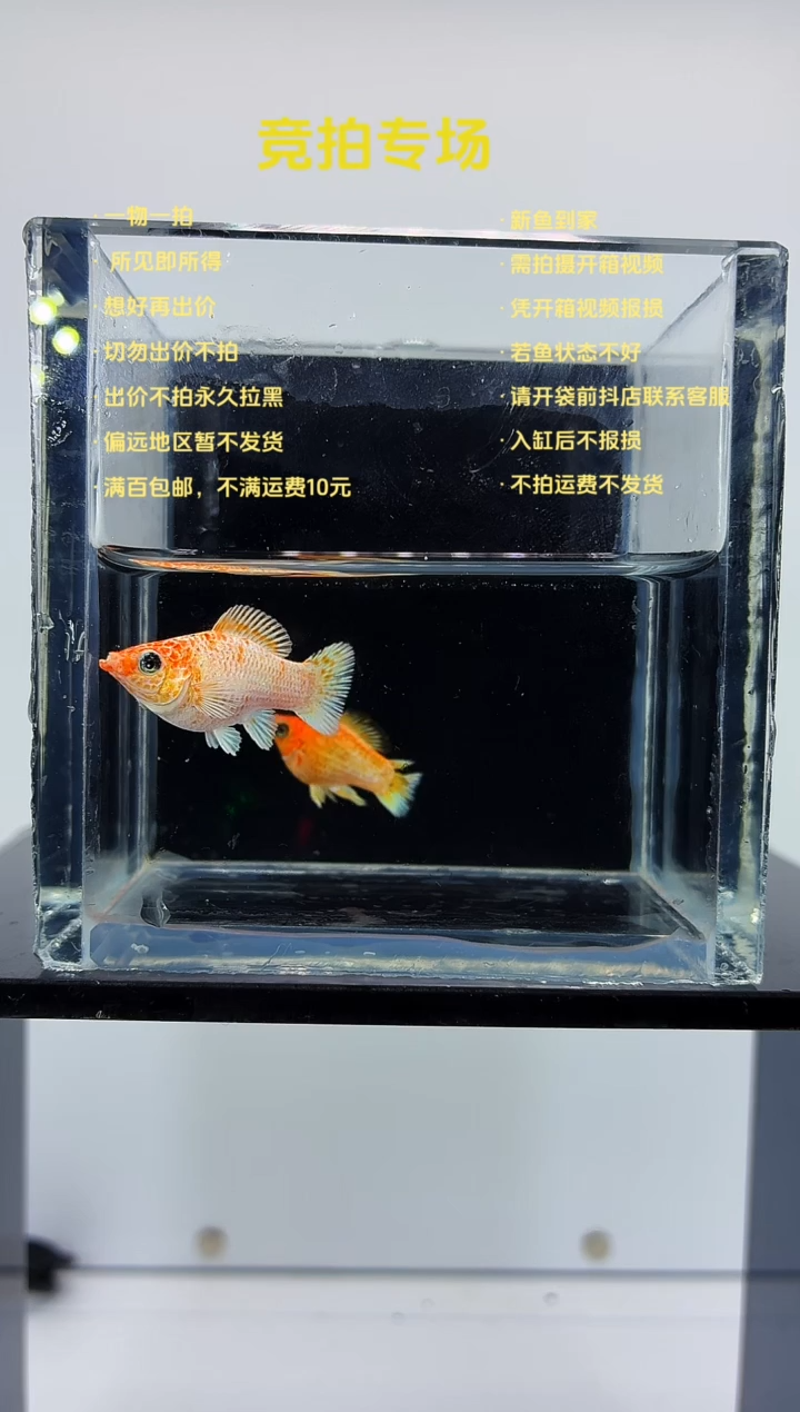 孔雀鱼金元宝一对-89