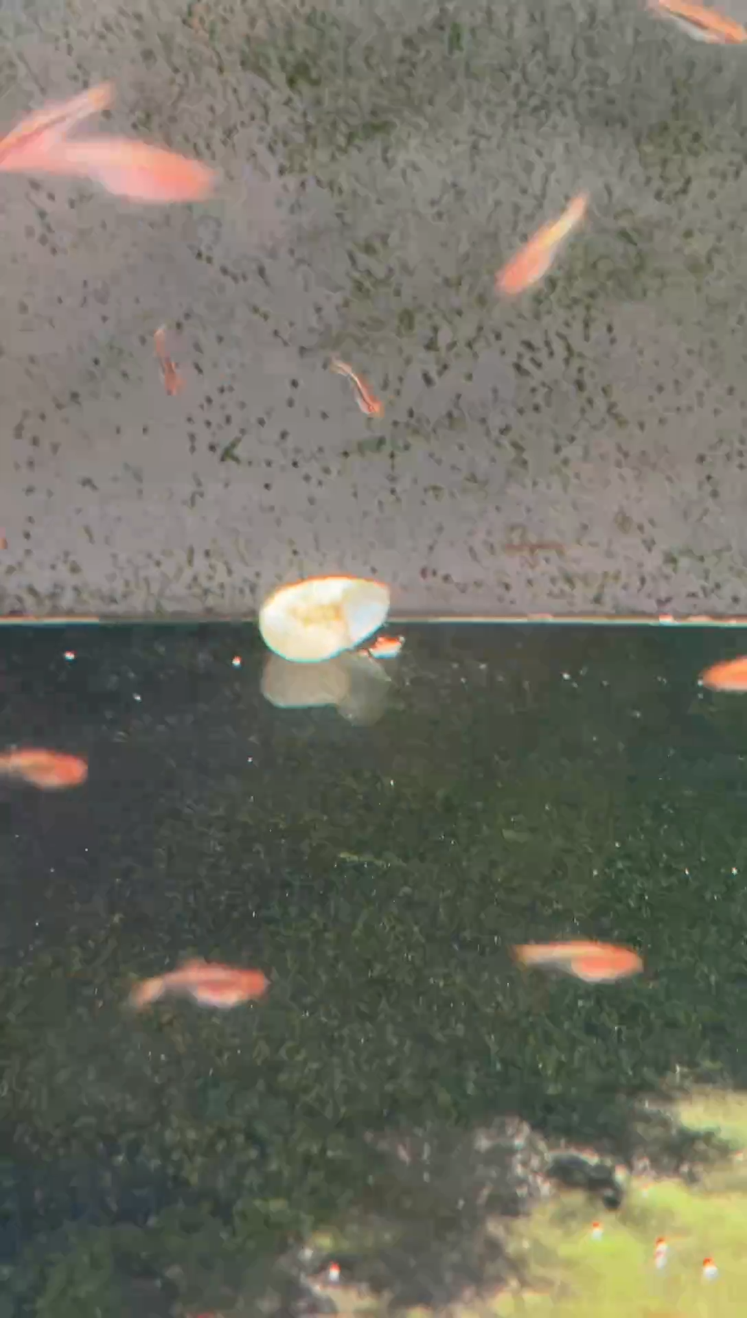 灯科鱼c**。彩虹F1*1（1cm）