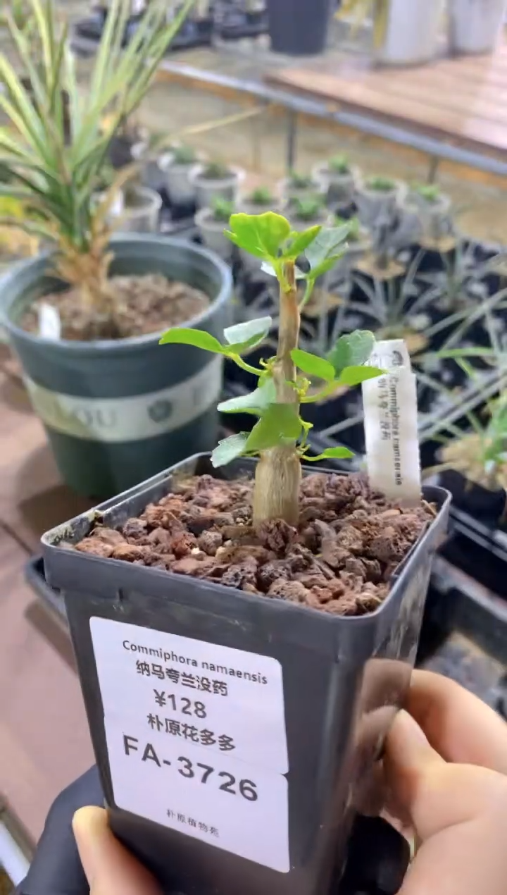 纳马夸兰没药FA-3726