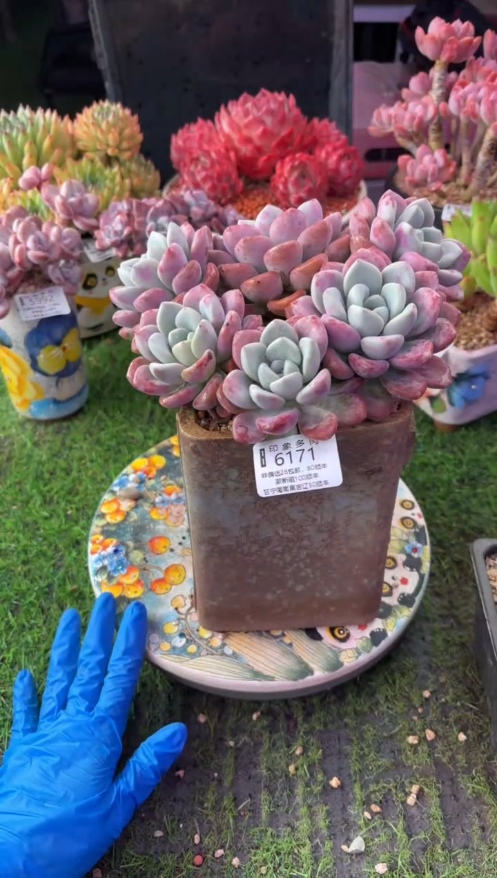 昆明印象多肉6171