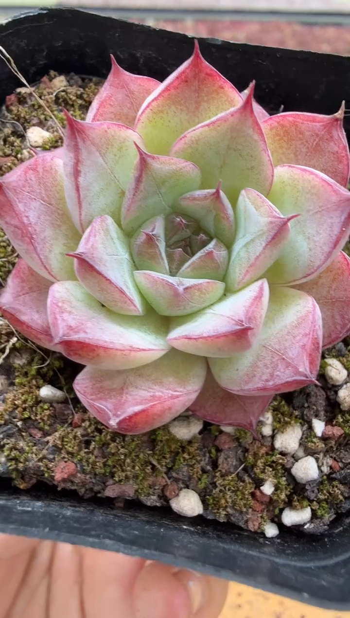 东云多肉园二店-52