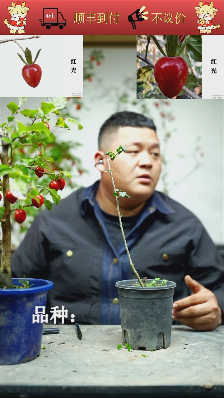 无花朵天**勤/50顺丰到付/251117/4/红光