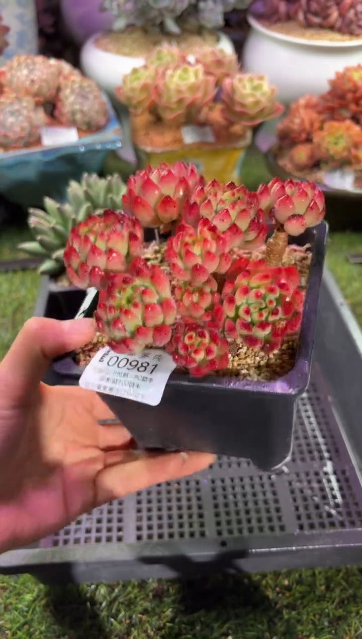 【闪购商品】00981