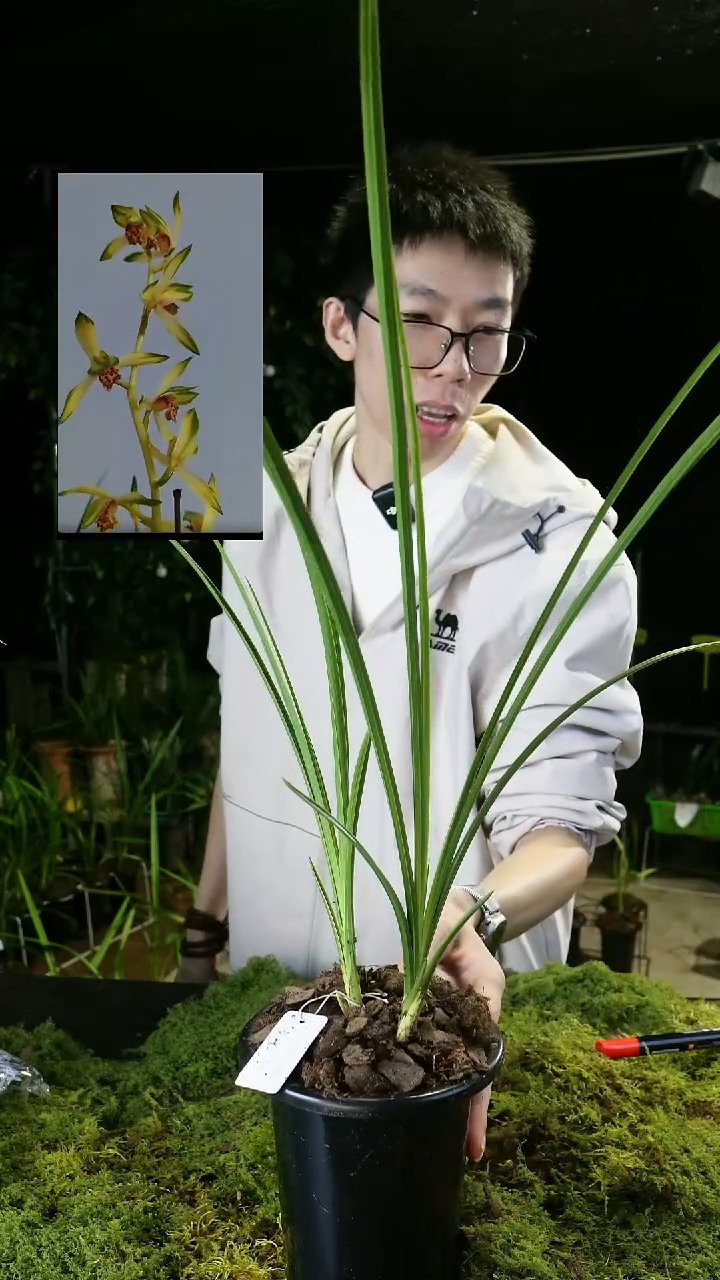 当前无花栽培后可以开花艺**兰蕙兰-金镶翡翠（子母2苗带盆）