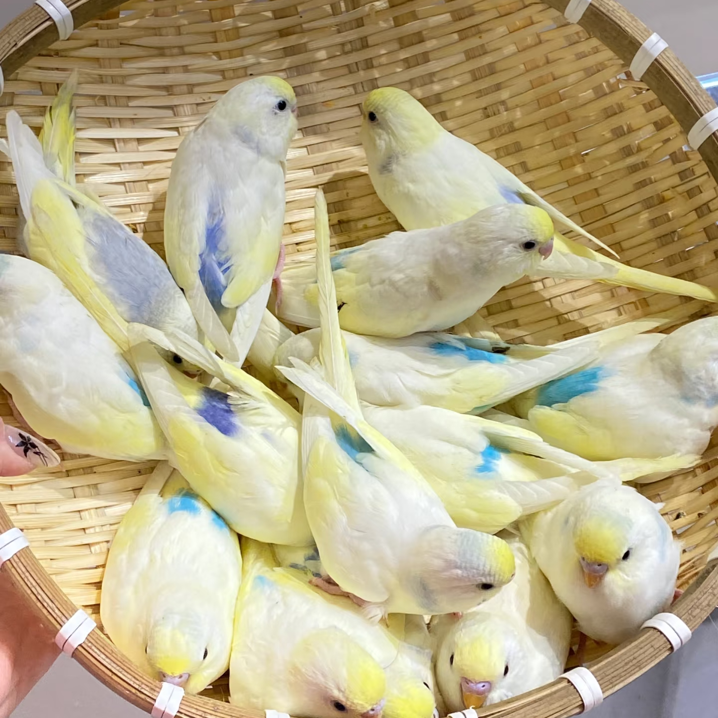 【特色专属链接】虎皮鹦鹉手养鹦鹉宠物亲人上手小型鹦鹉