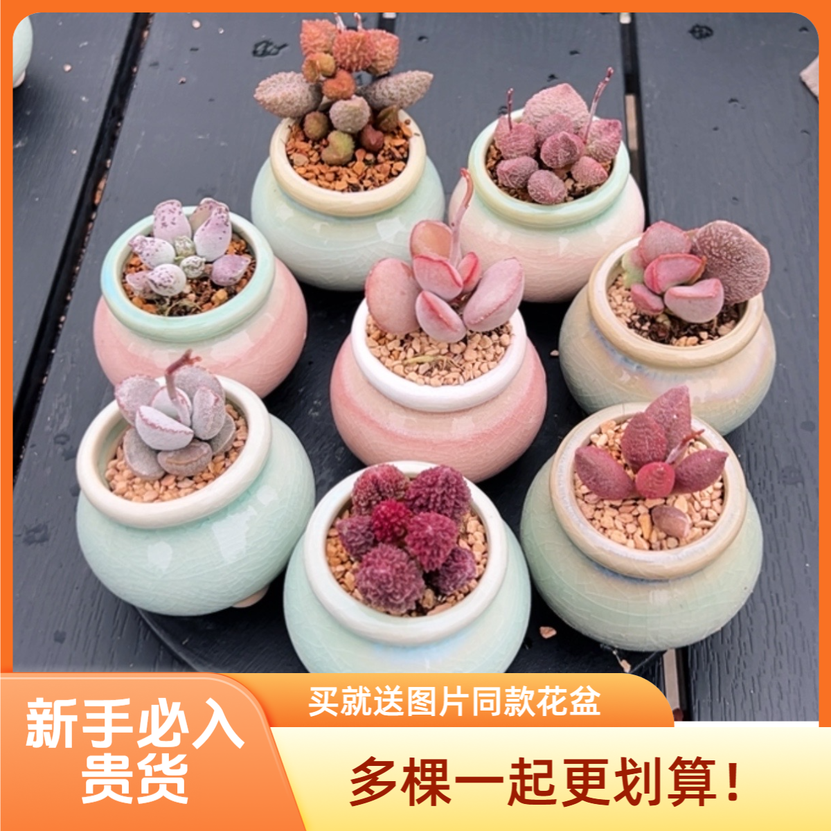 （新手必入套餐）贵货多肉植物水泡陶瓷花盆小盆栽进口阳台营养土