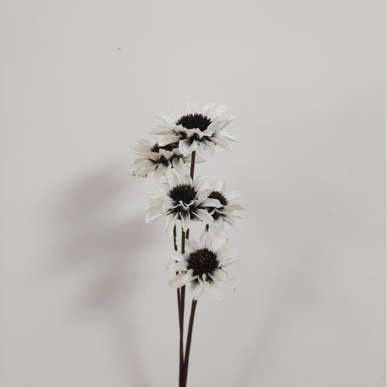 永生花合欢花干花拍照轻奢摆件花材客厅摆件花艺花材