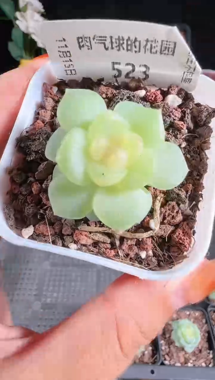 1115-523碧琉璃群生不包整