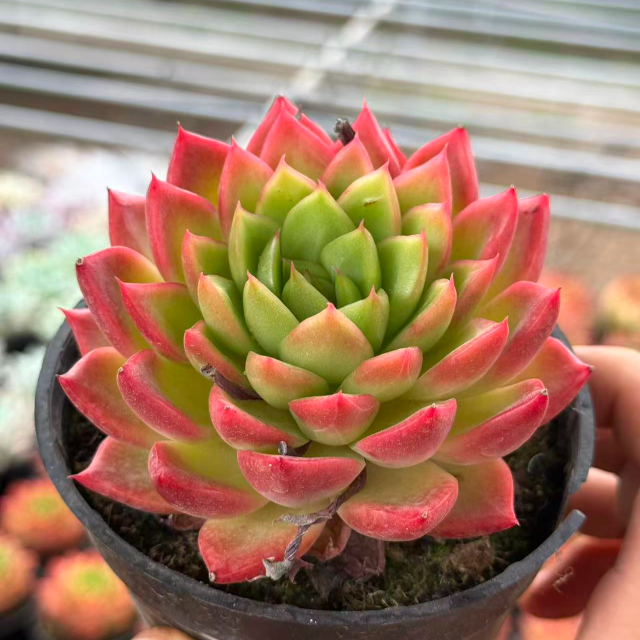 10#鸡冠花多肉植物    前男友精品多肉 SM1073