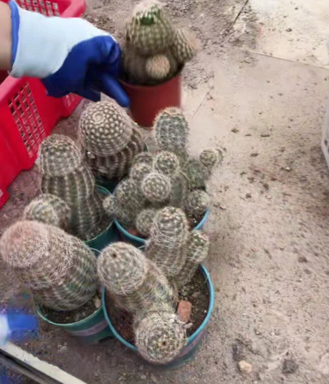 二妹园艺【 1颗  清货虾  实生根 】脱土随机发货