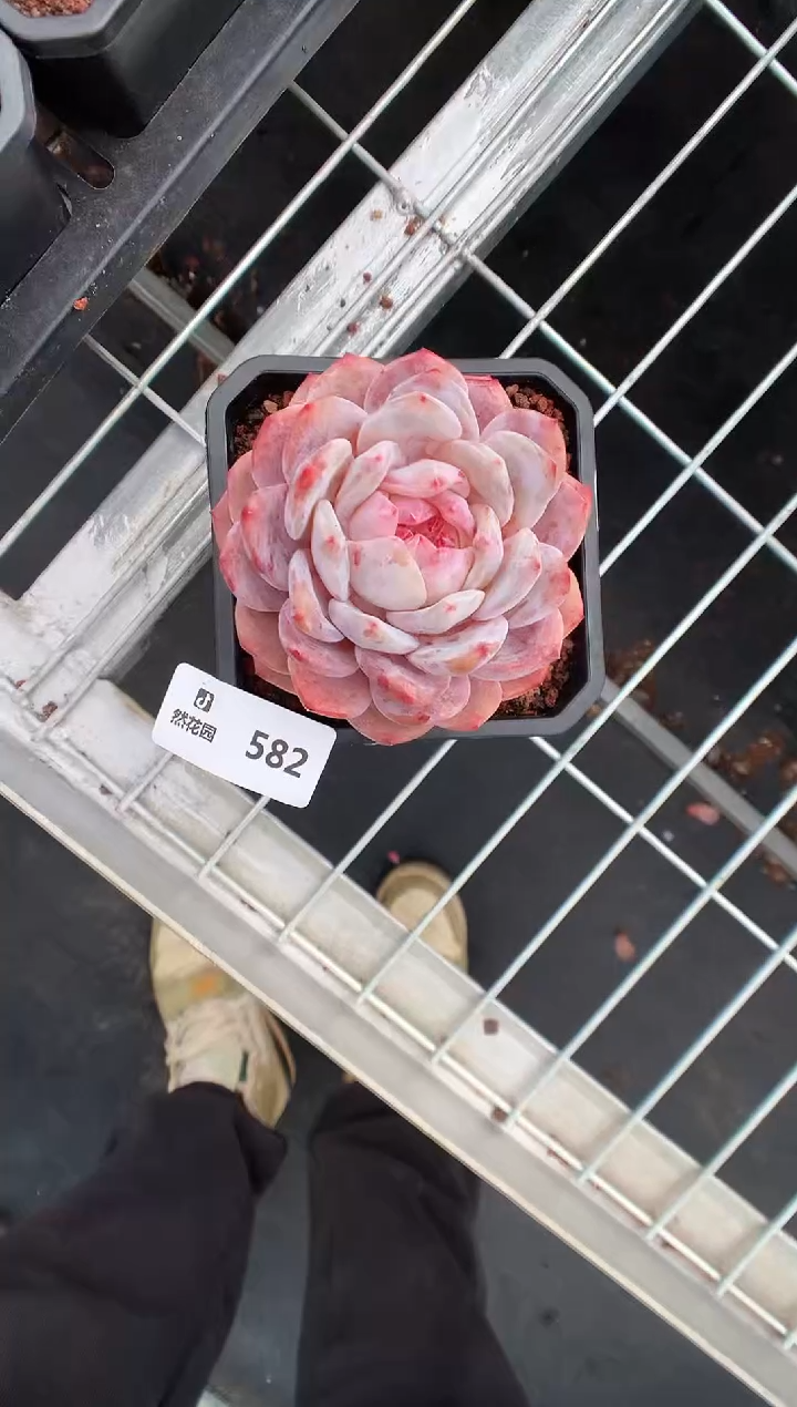 【闪购商品】582雪天使一物一拍