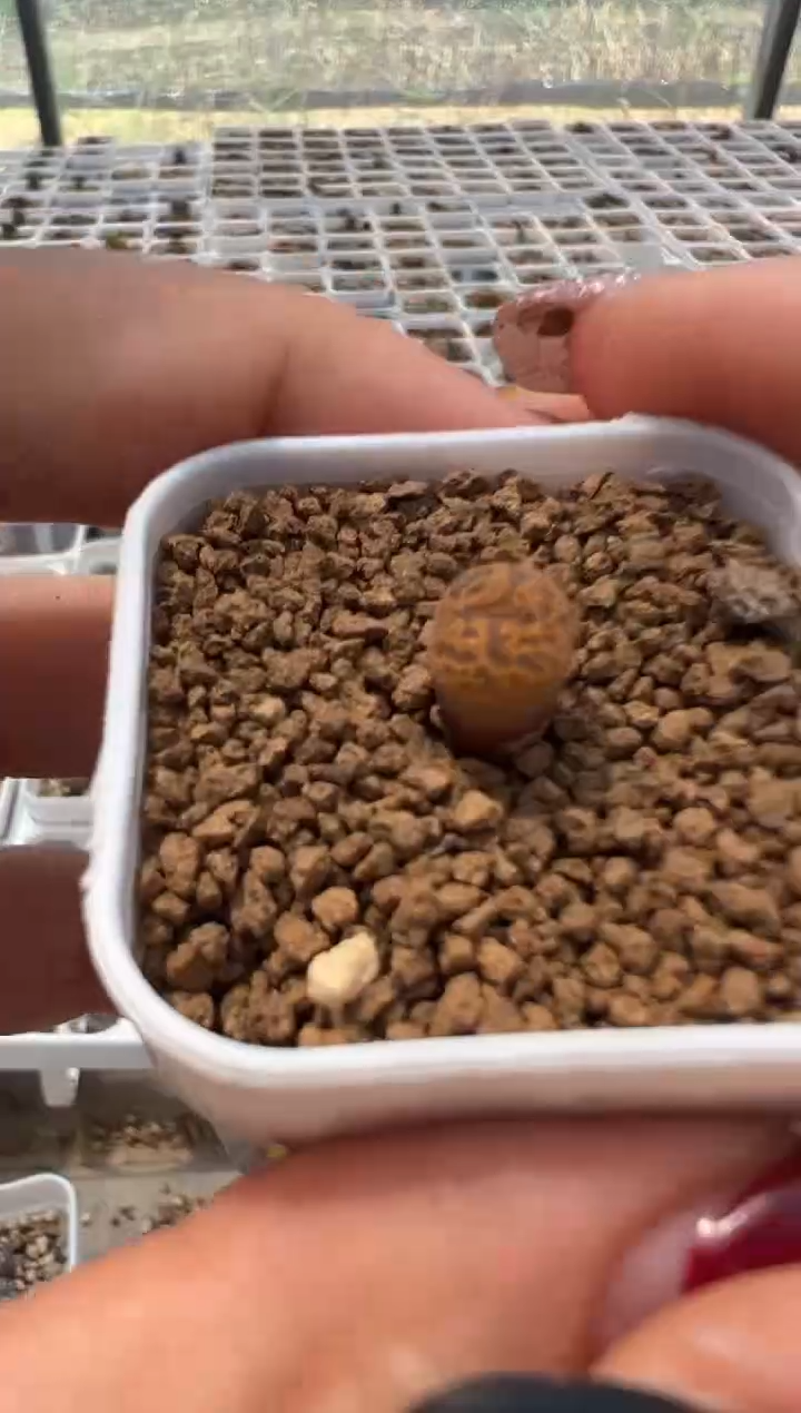 443.。。。。。。。。。。。。。