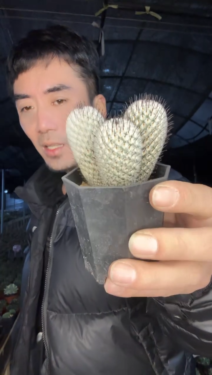 【闪购商品】3头直刺佩雷111111