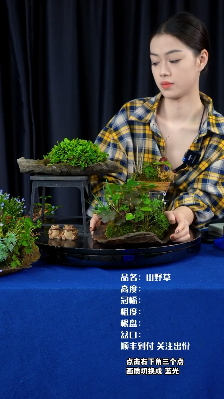 【闪购商品】山野草