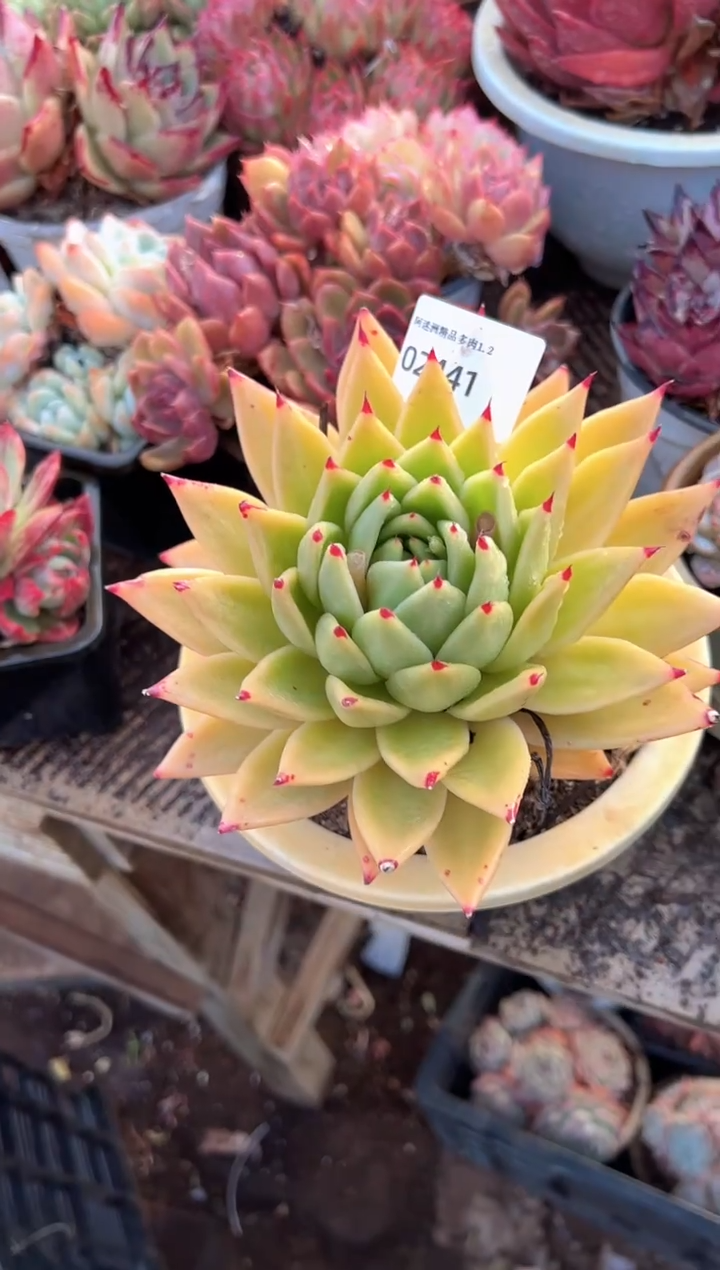 丹*多肉植物一物一拍02441