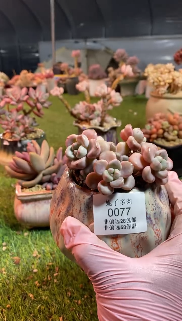 【闪购商品】0077a