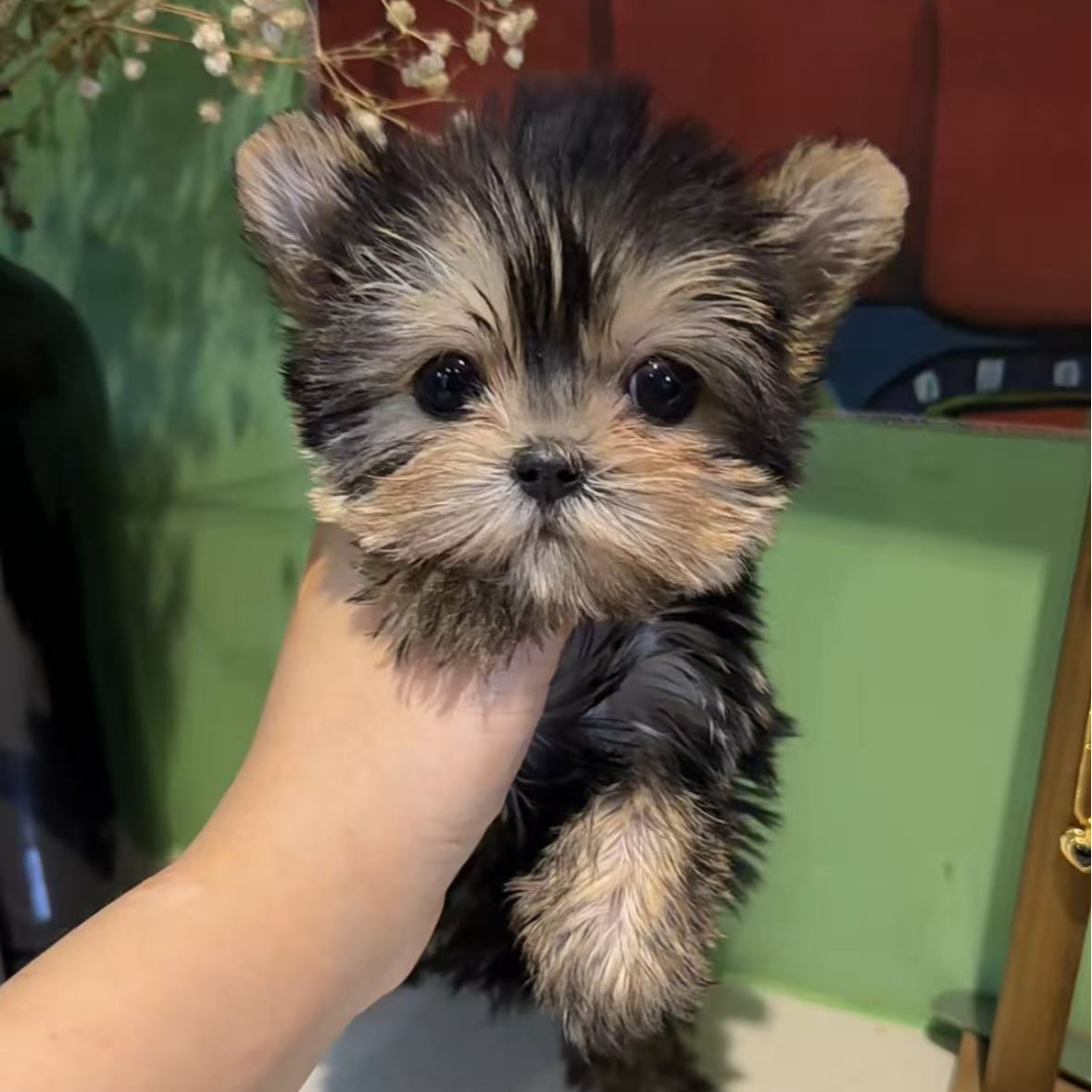 (阿源约克夏)约克夏 宠物狗狗