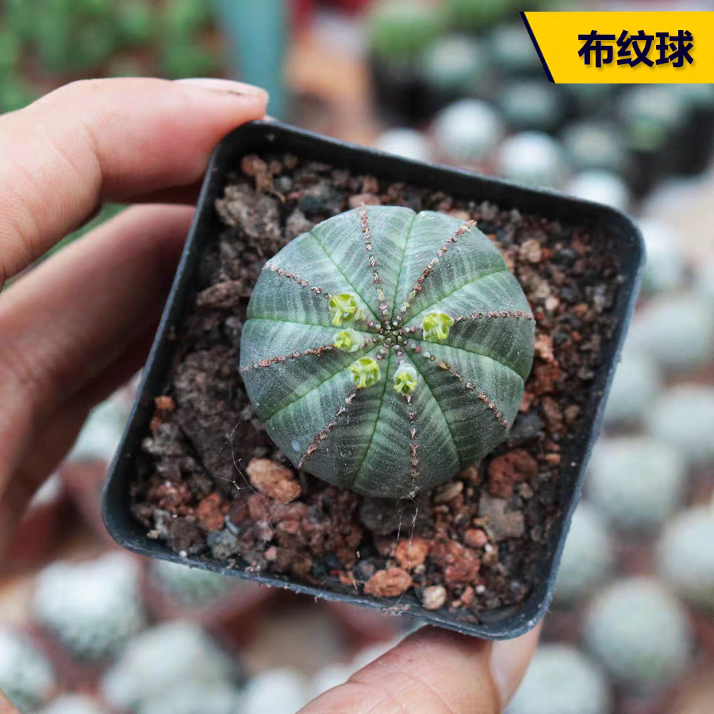 布纹球稀有无刺仙人球，多肉植物室内防辐射盆栽