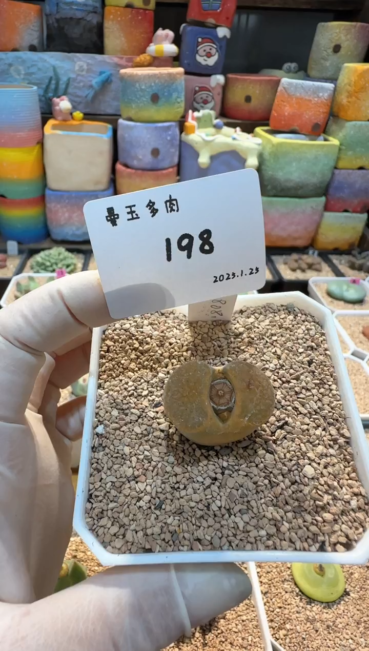 【闪购商品】25.1.25-198