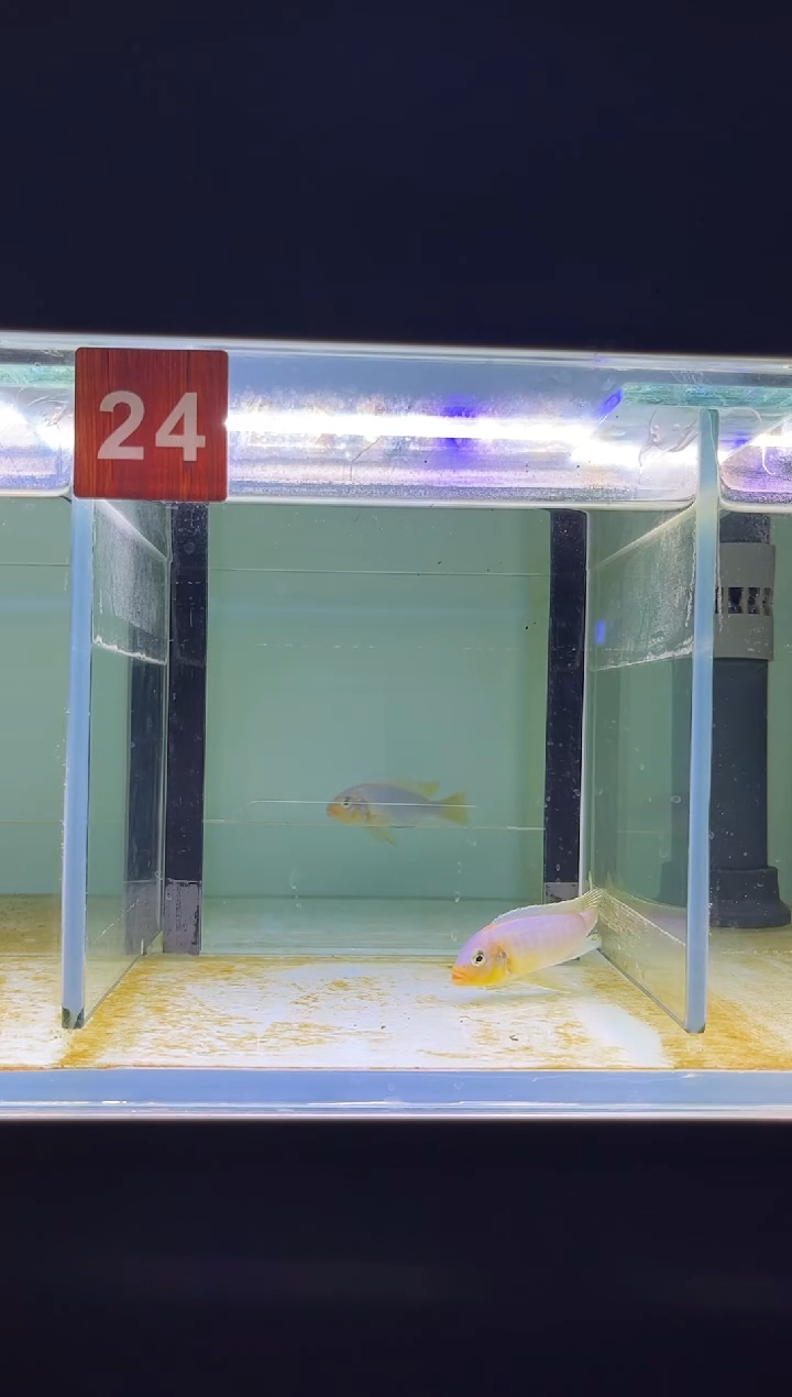 海水三湖慈鲷人工