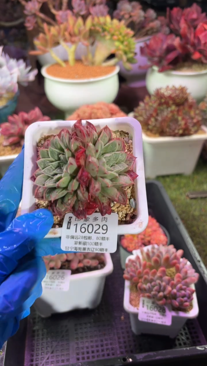 【闪购商品】16029  