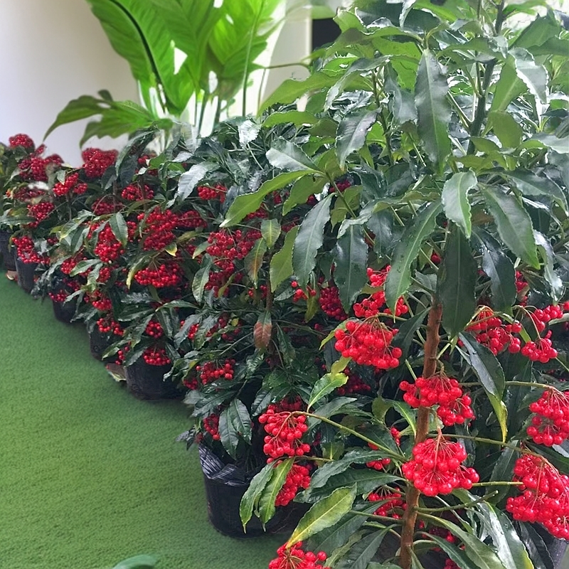 年宵花富贵籽金玉满堂朱砂根带果耐寒室内植物好养活的绿植盆栽