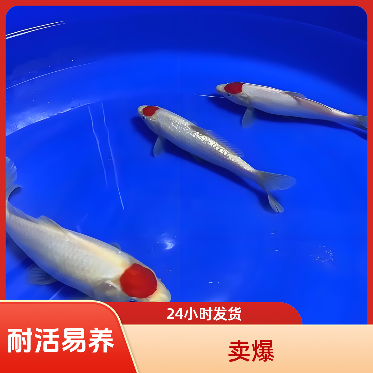 【丹顶鸿运当头】锦鲤超值放漏天然无修15-25公分 已转水双杀