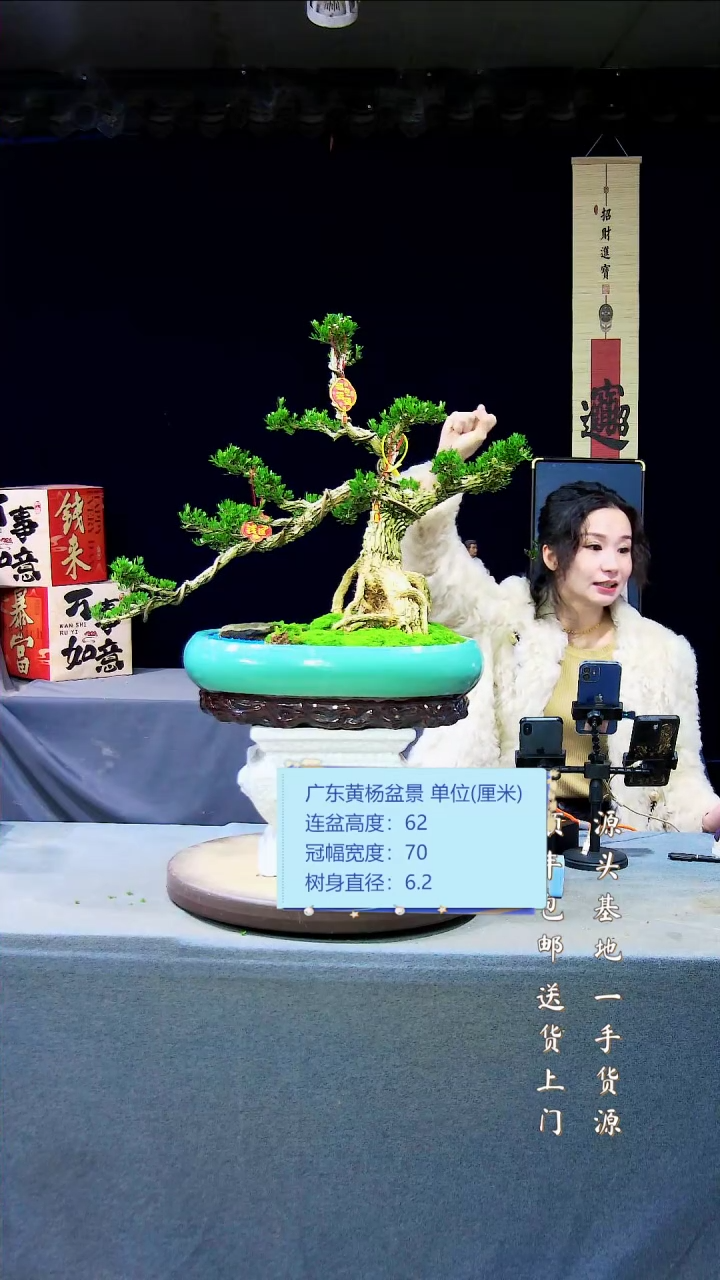 【闪购商品】雀舌黄杨盆景雀舌黄杨盆景