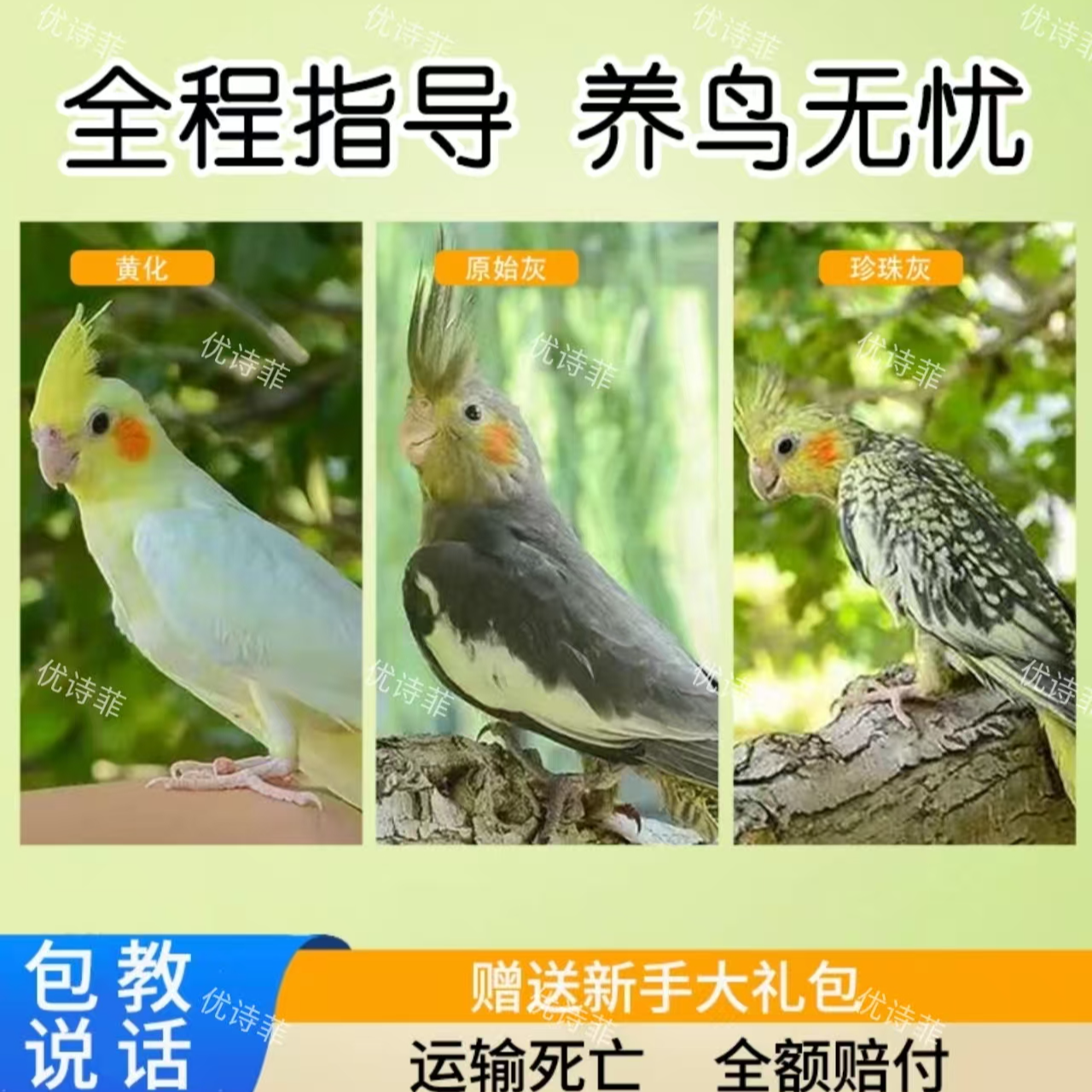 小凤凰玄凤鹦鹉活体好养宠物说话雏鸟手玩特色观赏鸟